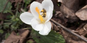 Beitragsbild des Blogbeitrags Die Natur erwacht 