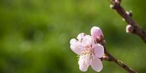 Beitragsbild des Blogbeitrags Die Pfirsiche blühen, das freut auch die Bienen