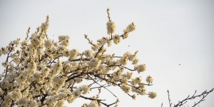 Beitragsbild des Blogbeitrags Die ersten Kirschen blühen 
