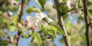 Beitragsbild des Blogbeitrags Viele Obstbäume blühen jetzt