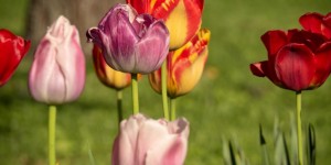 Beitragsbild des Blogbeitrags Frühlingsblüher – Frühlingsfarben 