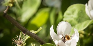 Beitragsbild des Blogbeitrags Die Birnenquitte blüht – das freut auch diese Wildbiene! 