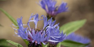 Beitragsbild des Blogbeitrags Blütenparade: Die Kornblume