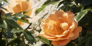 Beitragsbild des Blogbeitrags Blütenparade: Rosen 