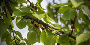 Beitragsbild des Blogbeitrags Die ersten Kirschen in diesem Jahr 