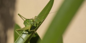 Beitragsbild des Blogbeitrags Flip, der Grashüpfer, wünscht einen schönen Sonntag! 