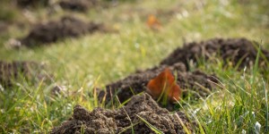 Beitragsbild des Blogbeitrags Maulwurf im Garten 