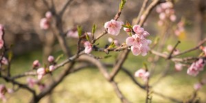 Beitragsbild des Blogbeitrags Viele Obstbäume blühen jetzt