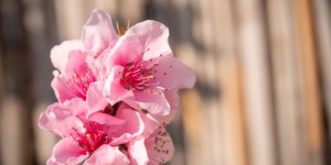 Beitragsbild des Blogbeitrags Pfirsichbäume blühen 