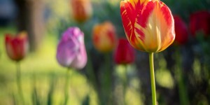 Beitragsbild des Blogbeitrags Tulpen blühen noch immer
