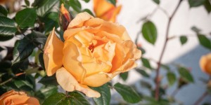 Beitragsbild des Blogbeitrags Erste Rosenblüte – endlich 