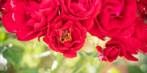 Beitragsbild des Blogbeitrags Noch mehr Rosen