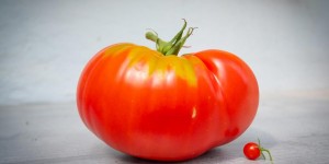 Beitragsbild des Blogbeitrags Paradeiser: Groß und Klein