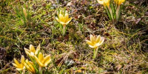 Beitragsbild des Blogbeitrags Frühling mitten im Winter?