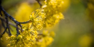 Beitragsbild des Blogbeitrags Kornelkirsche (Cornus mas) blüht