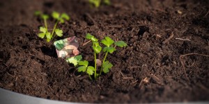 Beitragsbild des Blogbeitrags Knollensellerie im neuen Hochbeet