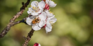 Beitragsbild des Blogbeitrags Die Marillen blühen – und schon summen Bienen und Hummeln im Baum 