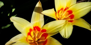 Beitragsbild des Blogbeitrags Die Sonne scheint, die Vögel zwitschern,…