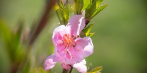 Beitragsbild des Blogbeitrags Obstbäume blühen