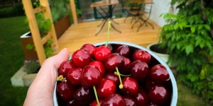 Beitragsbild des Blogbeitrags Kirschenzeit