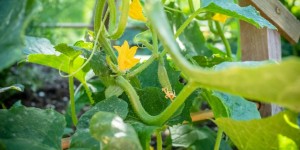 Beitragsbild des Blogbeitrags Diese Gurken blühen gelb 