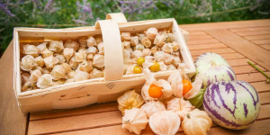 Beitragsbild des Blogbeitrags Physalis und Pepino (Andenbeere und Melonenbirne)