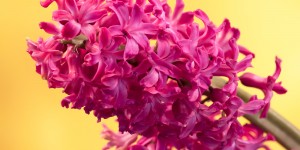 Beitragsbild des Blogbeitrags Holt den Frühling ins Haus!