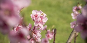 Beitragsbild des Blogbeitrags Die Pfirsichbäume blühen 