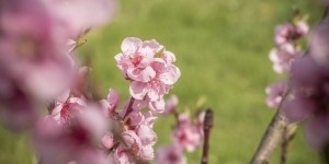 Beitragsbild des Blogbeitrags Die Pfirsichbäume blühen