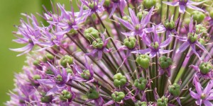 Beitragsbild des Blogbeitrags Zierlauch – wunderschön! 