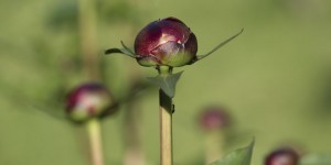 Beitragsbild des Blogbeitrags Für manche ist Pfingsten wohl erst im Juni…