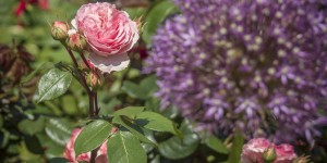 Beitragsbild des Blogbeitrags Alles blüht! 