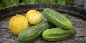 Beitragsbild des Blogbeitrags Die ersten Freilandgurken sind reif 