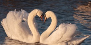 Beitragsbild des Blogbeitrags So gestaltest du eine glückliche Partnerschaft