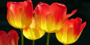 Beitragsbild des Blogbeitrags Selbstliebe schenken – 12 Affirmationen