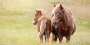 Beitragsbild des Blogbeitrags Neue Kinder? Pipi Langstrumpf, Tom Sawyer und andere muntere Kerle