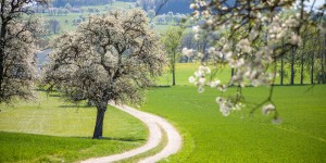 Beitragsbild des Blogbeitrags Wandern Seitenstetten - Mostobstwanderweg im Mostviertel