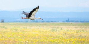 Beitragsbild des Blogbeitrags Radtour Podersdorf - Lange Lacke - Illmitz und retour am Neusiedler See im Burgenland 