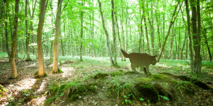 Beitragsbild des Blogbeitrags Wandern Einsiedlerweg - Wildkatzenweg im Nationalpark Thayatal, Waldviertel  