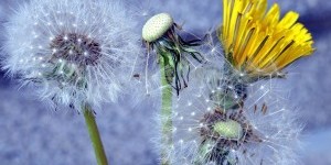 Beitragsbild des Blogbeitrags Löwenzahn