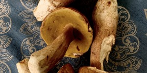 Beitragsbild des Blogbeitrags Rezept: In Essig eingelegte Steinpilze