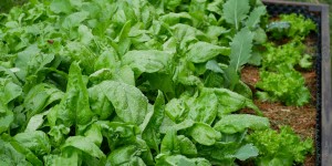 Beitragsbild des Blogbeitrags Permakultur im kleinen Garten: so funktioniert’s!