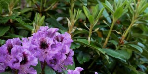 Beitragsbild des Blogbeitrags So gelingt dein Genießergarten: Tipps zur Umsetzung