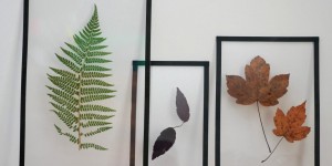 Beitragsbild des Blogbeitrags DIY Pflanzenbilder mit gepressten Blättern 