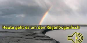 Beitragsbild des Blogbeitrags Heute geht es um den Regenbogenfisch 