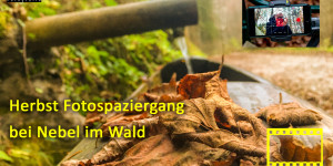 Beitragsbild des Blogbeitrags Herbst Fotospaziergang bei Nebel im Wald