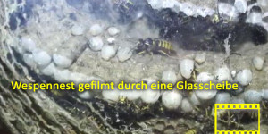 Beitragsbild des Blogbeitrags Wespennest gefilmt durch eine Glasscheibe