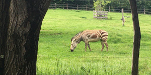 Beitragsbild des Blogbeitrags Tierwelt Tierpark Herberstein beim Schloss Herberstein 