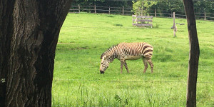 Beitragsbild des Blogbeitrags Tierwelt Tierpark Herberstein beim Schloss Herberstein