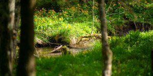 Beitragsbild des Blogbeitrags Moorlehrpfad auf der Teichalm Steiermark Almenland